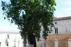 MyWay - Castres en Gironde - 15