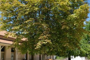 MyWay Mérignac Berthelot 2