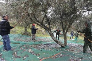 MyWay Récolte Des Olives 1